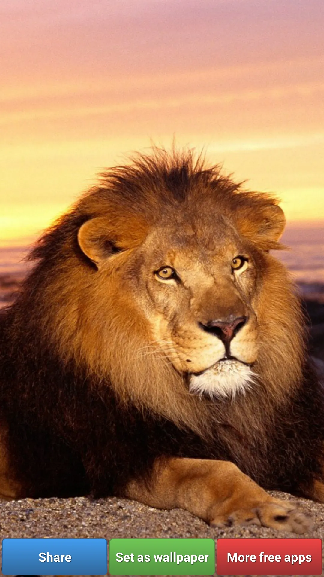 Big Cats HD Wallpapers | Indus Appstore | Screenshot