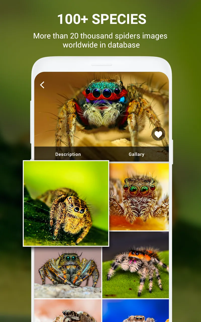 Spider Identifier App by Photo | Indus Appstore | Screenshot