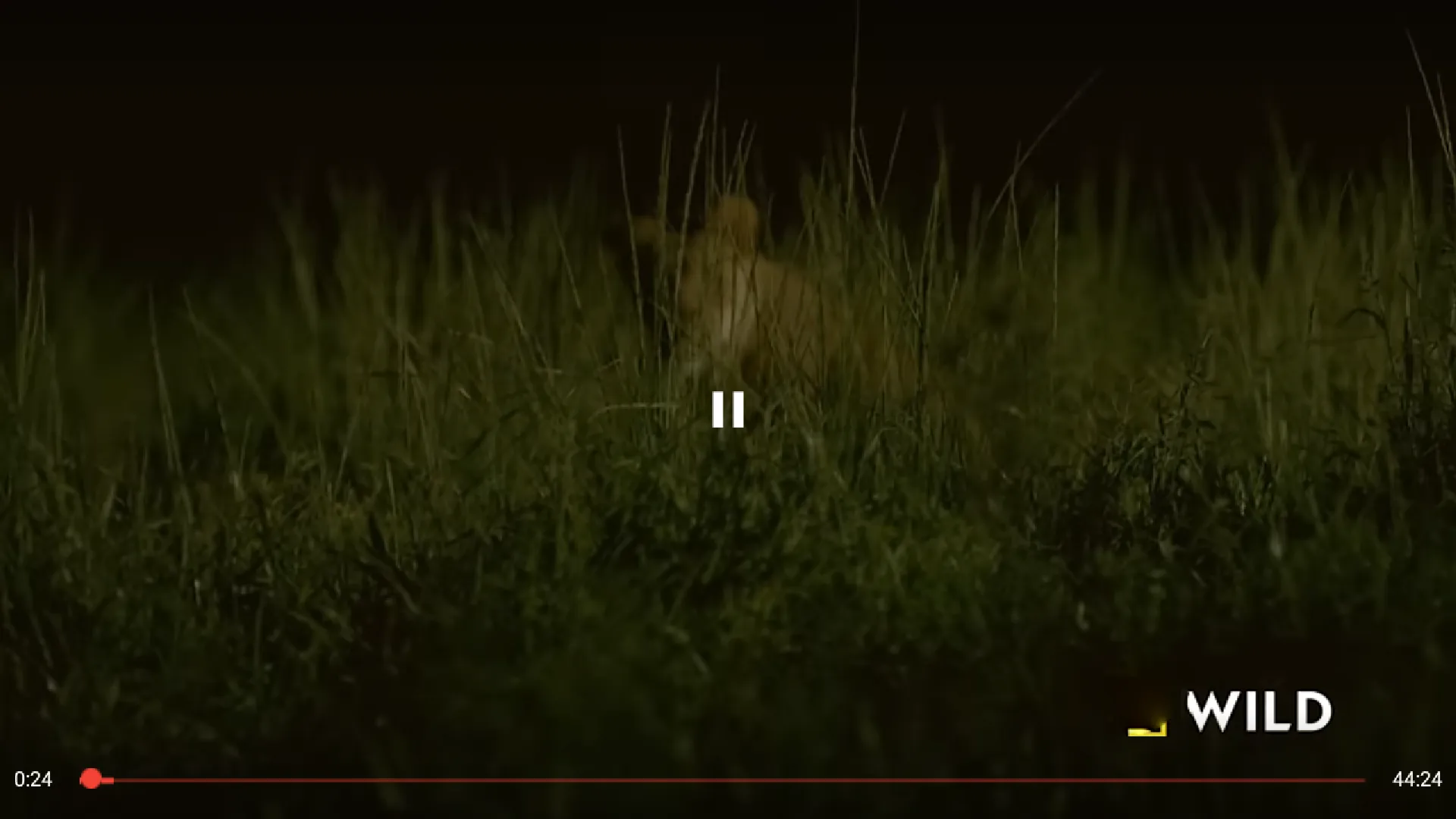 Fauna TV: NatGeo Wild HD | Indus Appstore | Screenshot