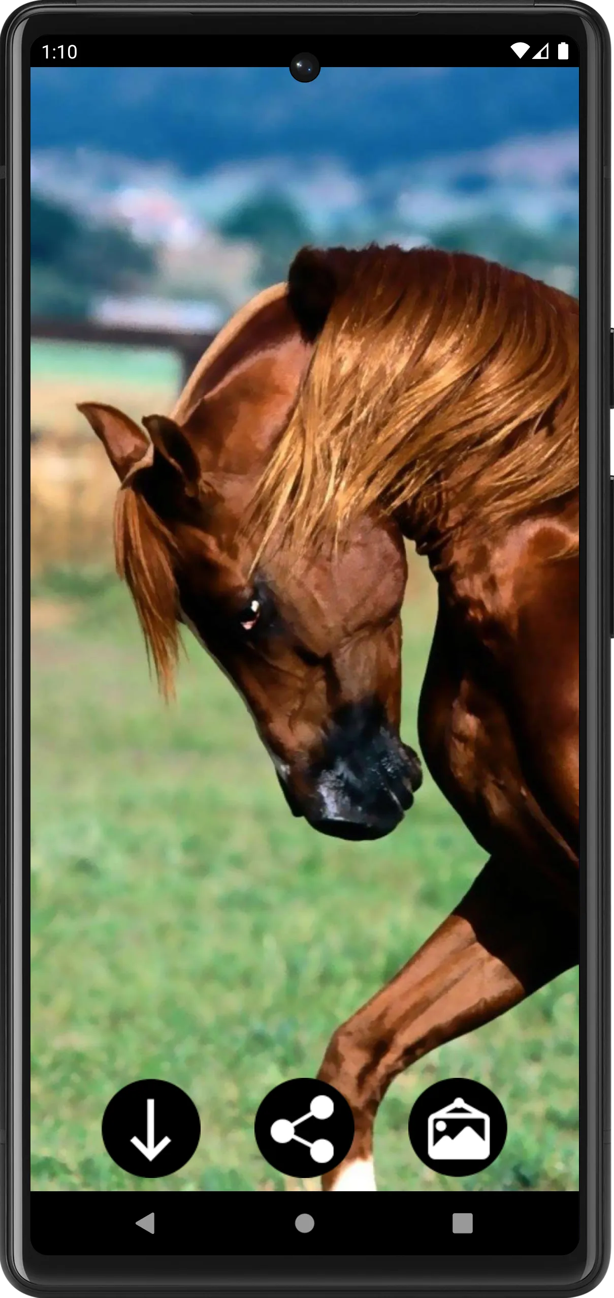 Horse Wallpapers | Indus Appstore | Screenshot