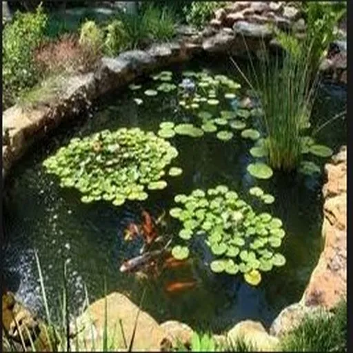 Fish Pond | Indus Appstore | Screenshot