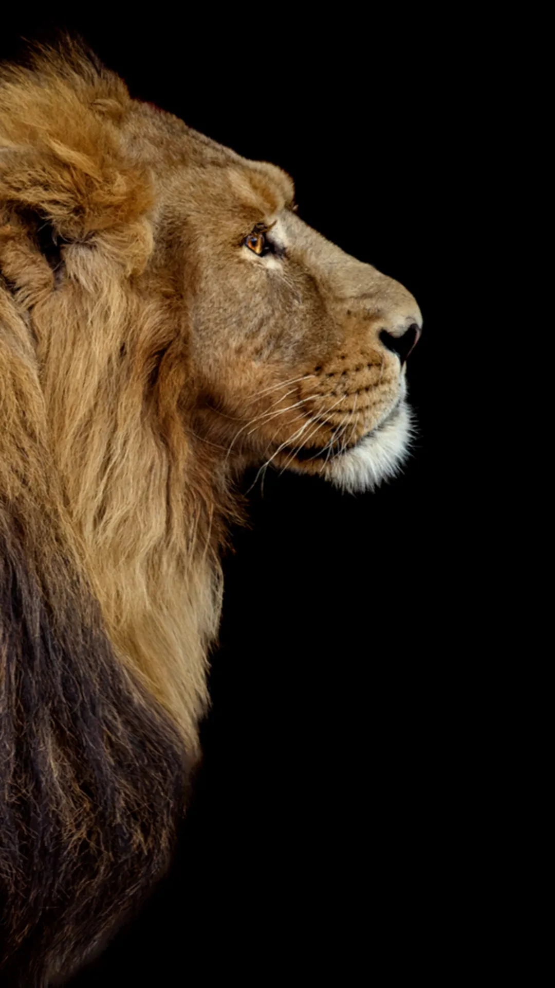 Lion Wallpapers HD | Indus Appstore | Screenshot