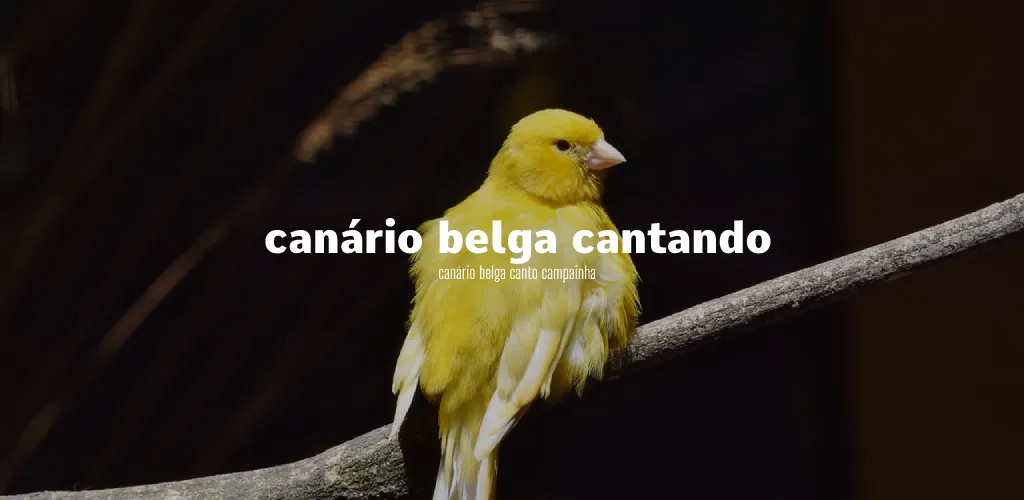 Canário Belga Cantando | Indus Appstore | Screenshot