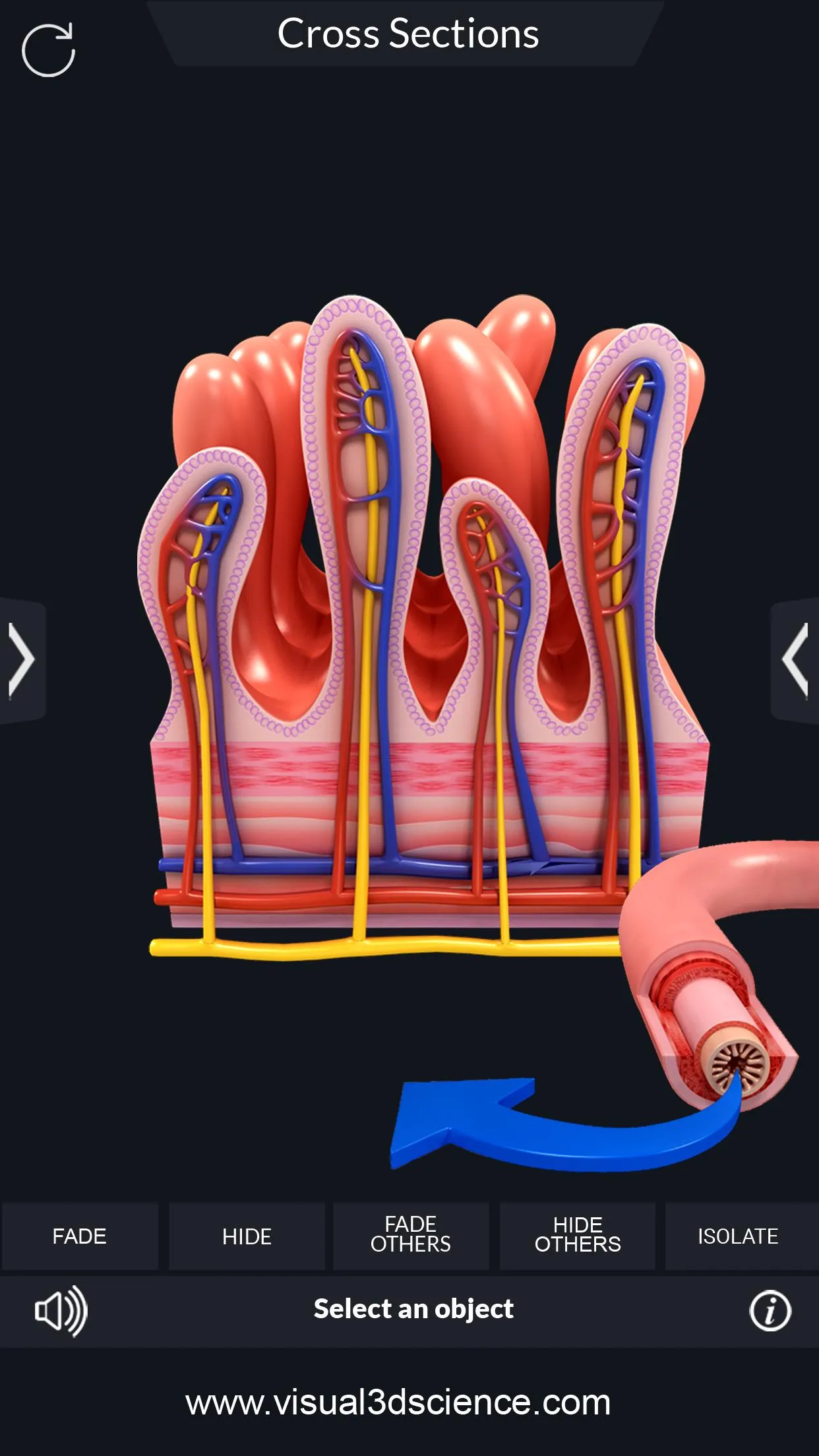 Digestive System | Indus Appstore | Screenshot