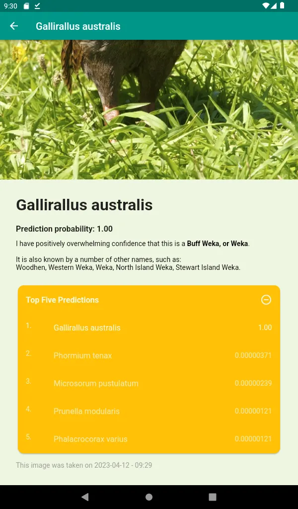 Aotearoa Species Classifier | Indus Appstore | Screenshot