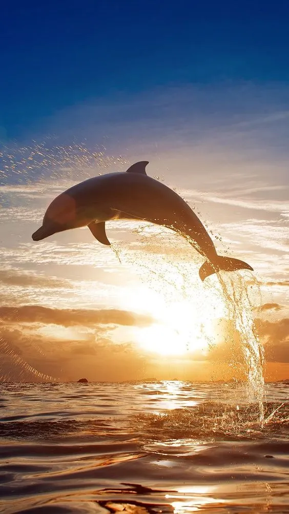 Dolphin Wallpapers | Indus Appstore | Screenshot