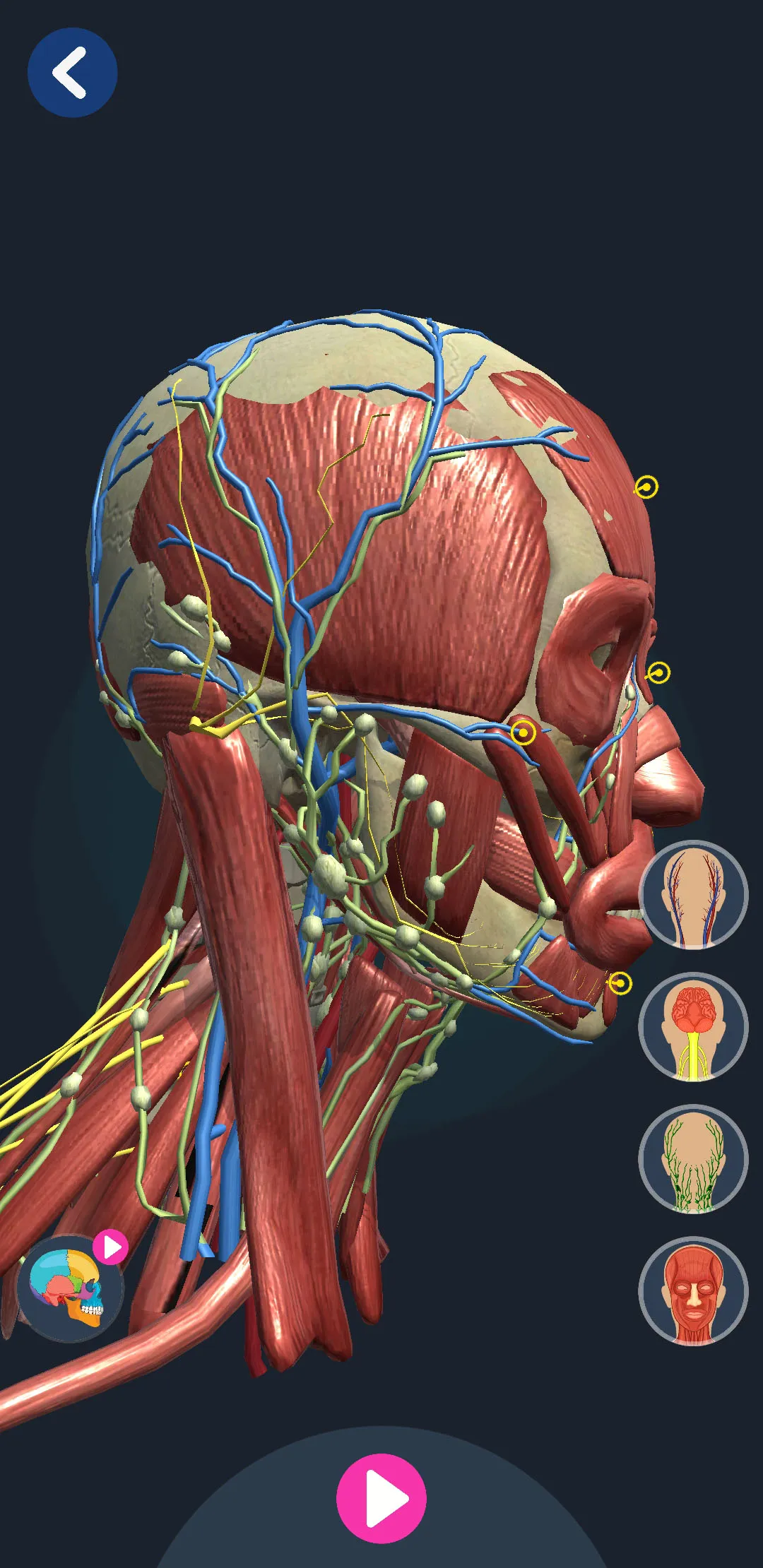 Human Anatomy 3D | Indus Appstore | Screenshot