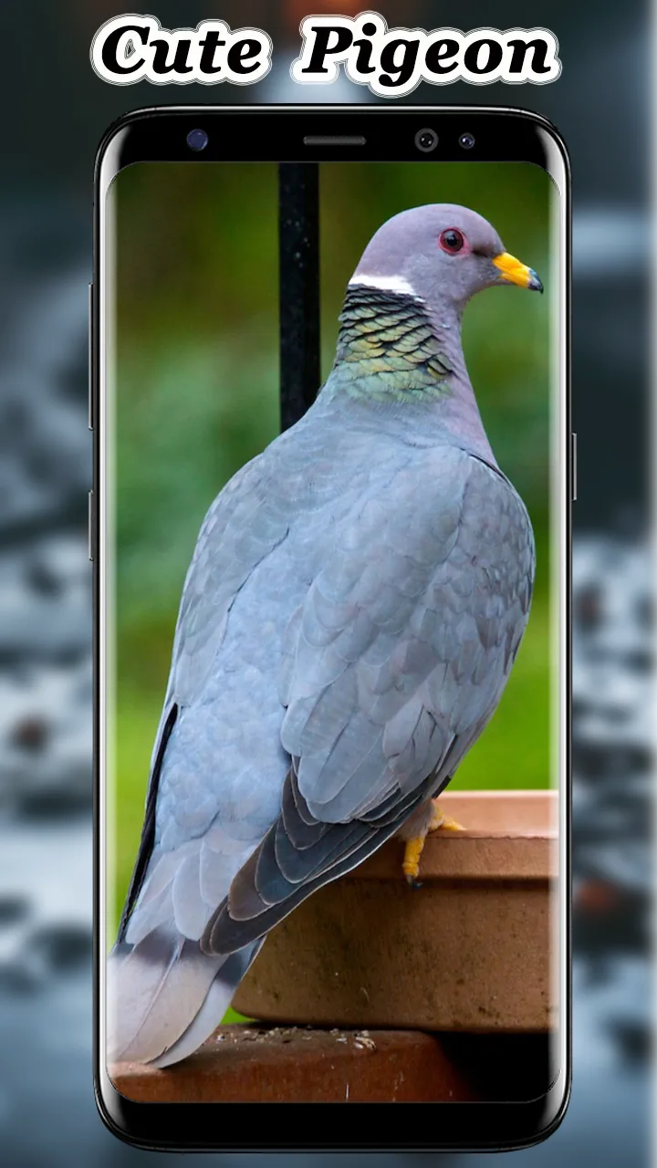 Cute Pigeon wallpaper | Indus Appstore | Screenshot