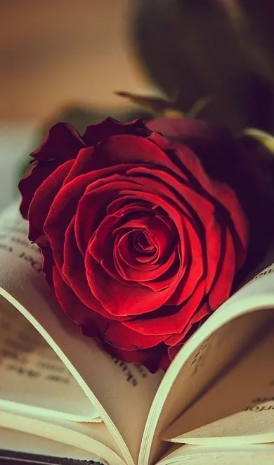 Red Rose Wallpapers | Indus Appstore | Screenshot