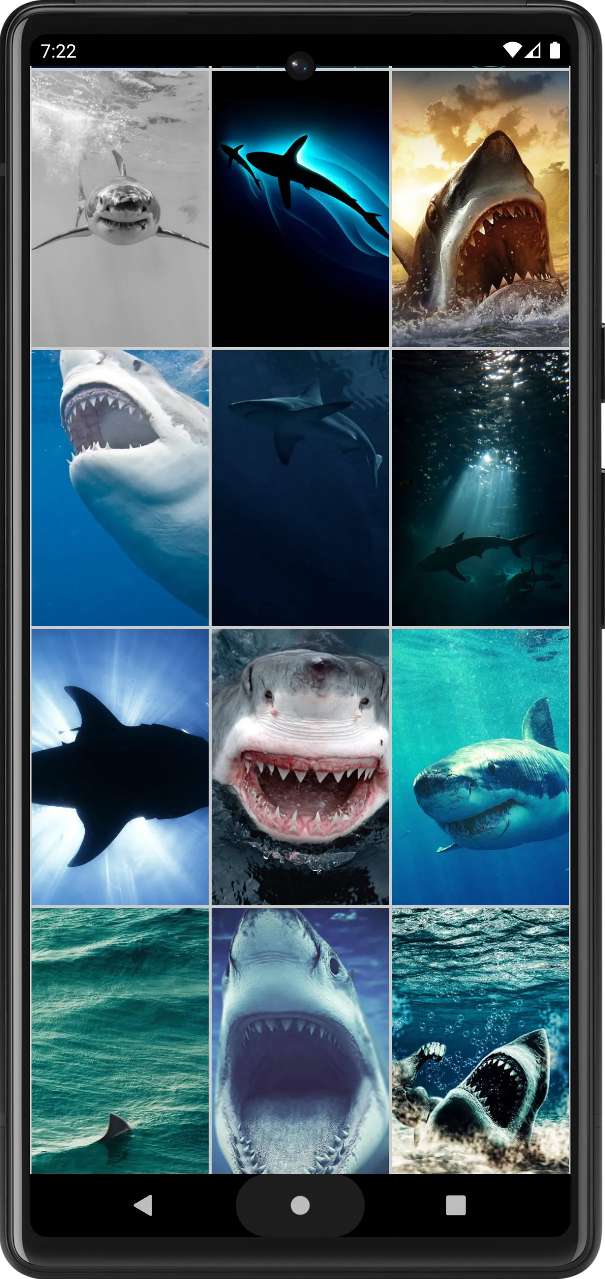 Shark Wallpapers | Indus Appstore | Screenshot