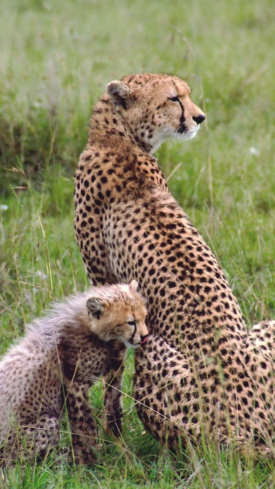 Cheetah Wallpapers | Indus Appstore | Screenshot