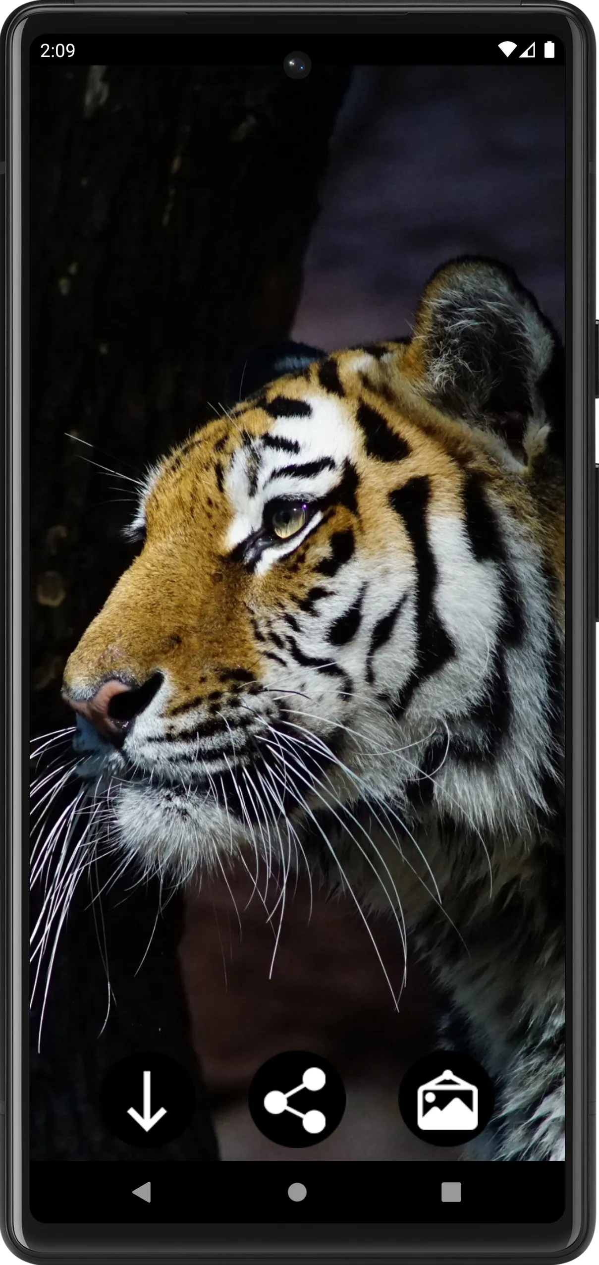 Tiger Wallpapers | Cool tigers | Indus Appstore | Screenshot