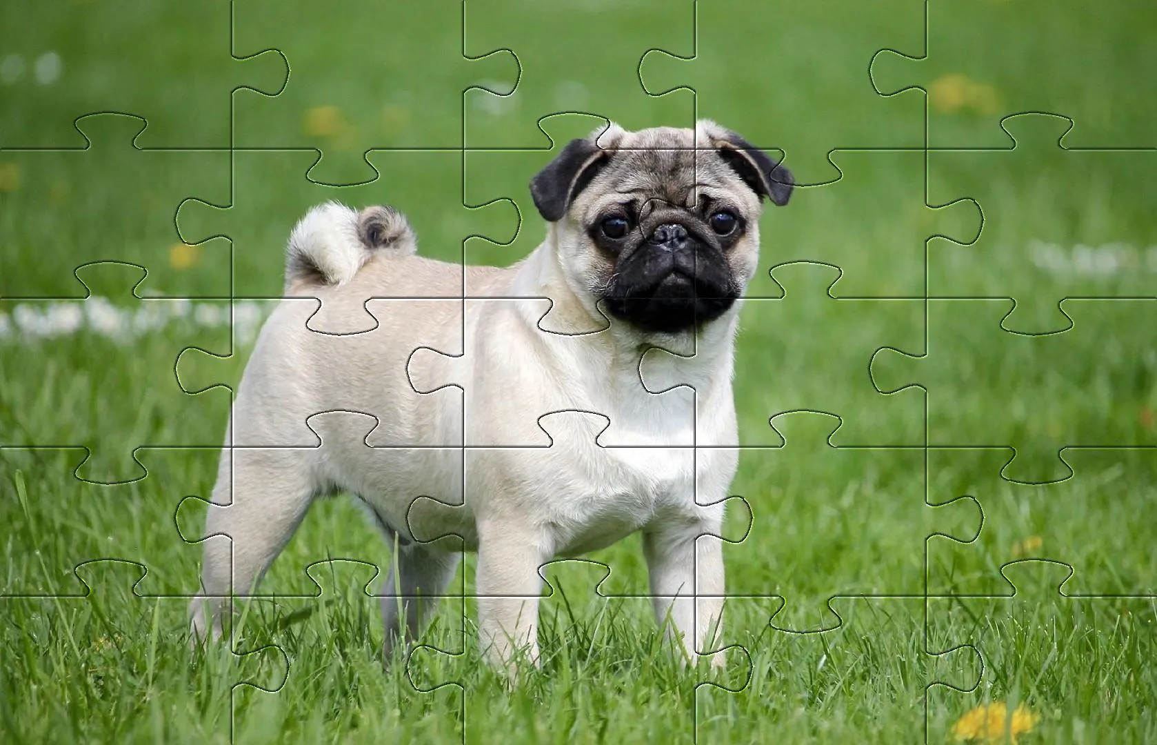 Pugs jigsaw puzzle dogs | Indus Appstore | Screenshot