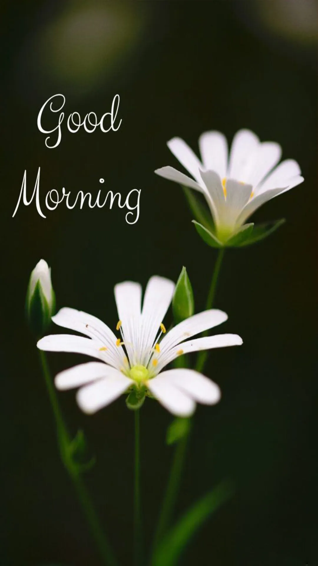 Good Morning images blessings | Indus Appstore | Screenshot