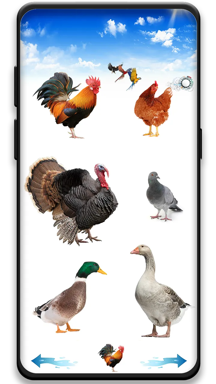 Bird sounds | Indus Appstore | Screenshot