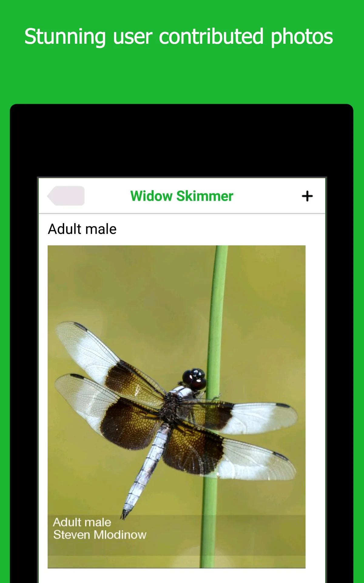 Dragonfly ID | Indus Appstore | Screenshot