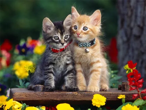 Cute kittens wallpapers | Indus Appstore | Screenshot