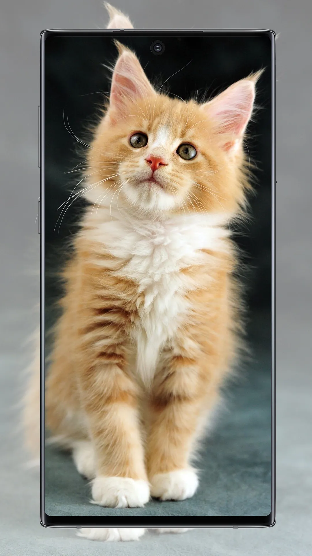 Cute Cat Wallpaper | Indus Appstore | Screenshot