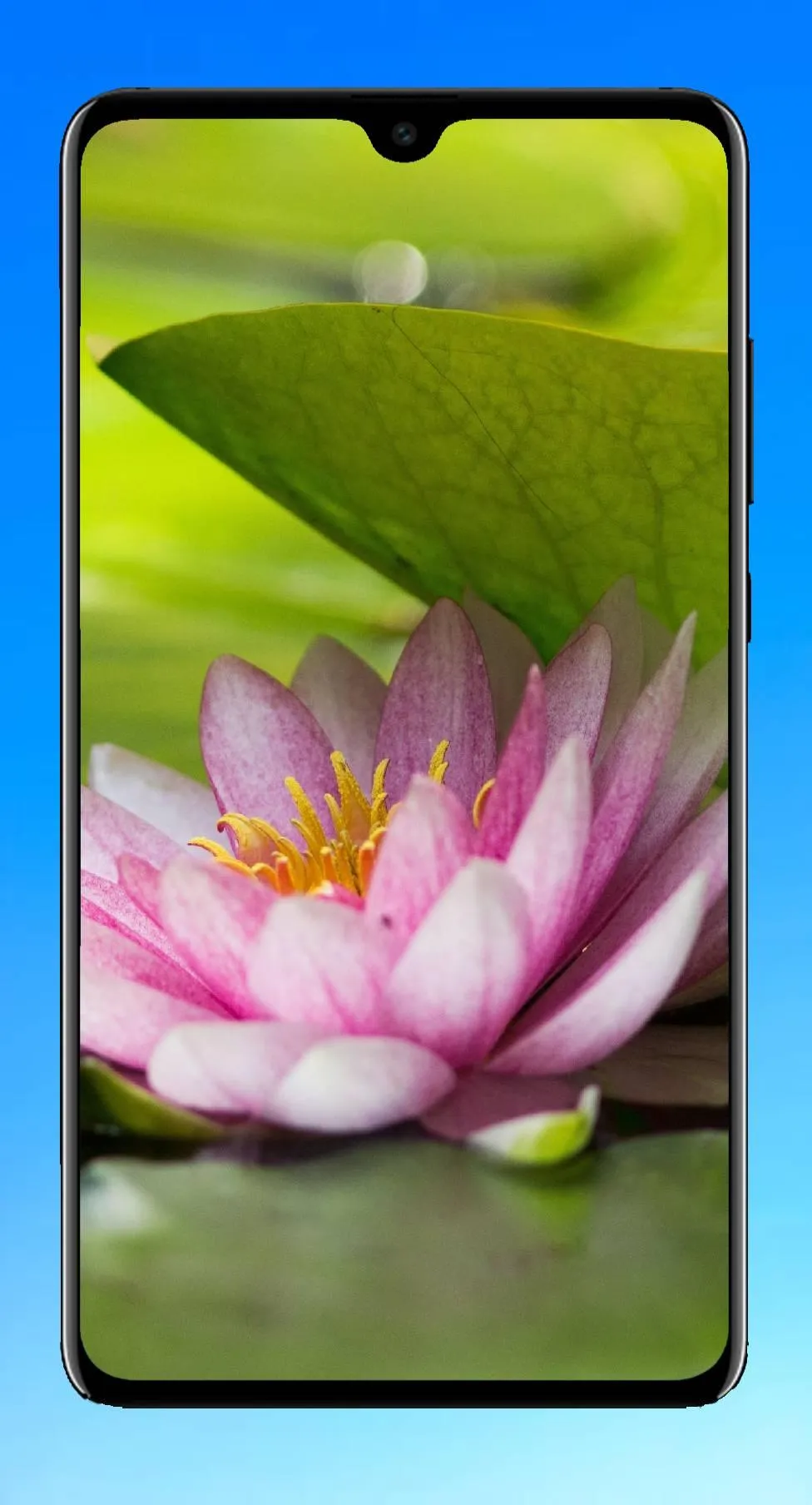 Lotus Wallpaper HD | Indus Appstore | Screenshot