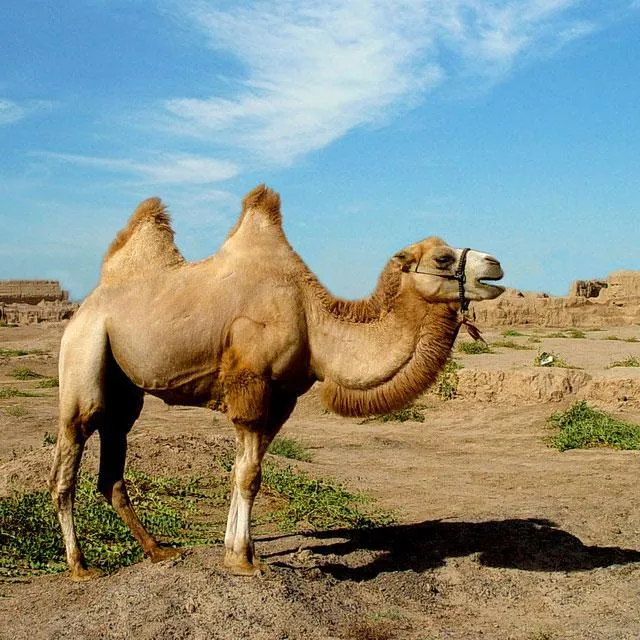 Camels Jigsaw Puzzles | Indus Appstore | Screenshot