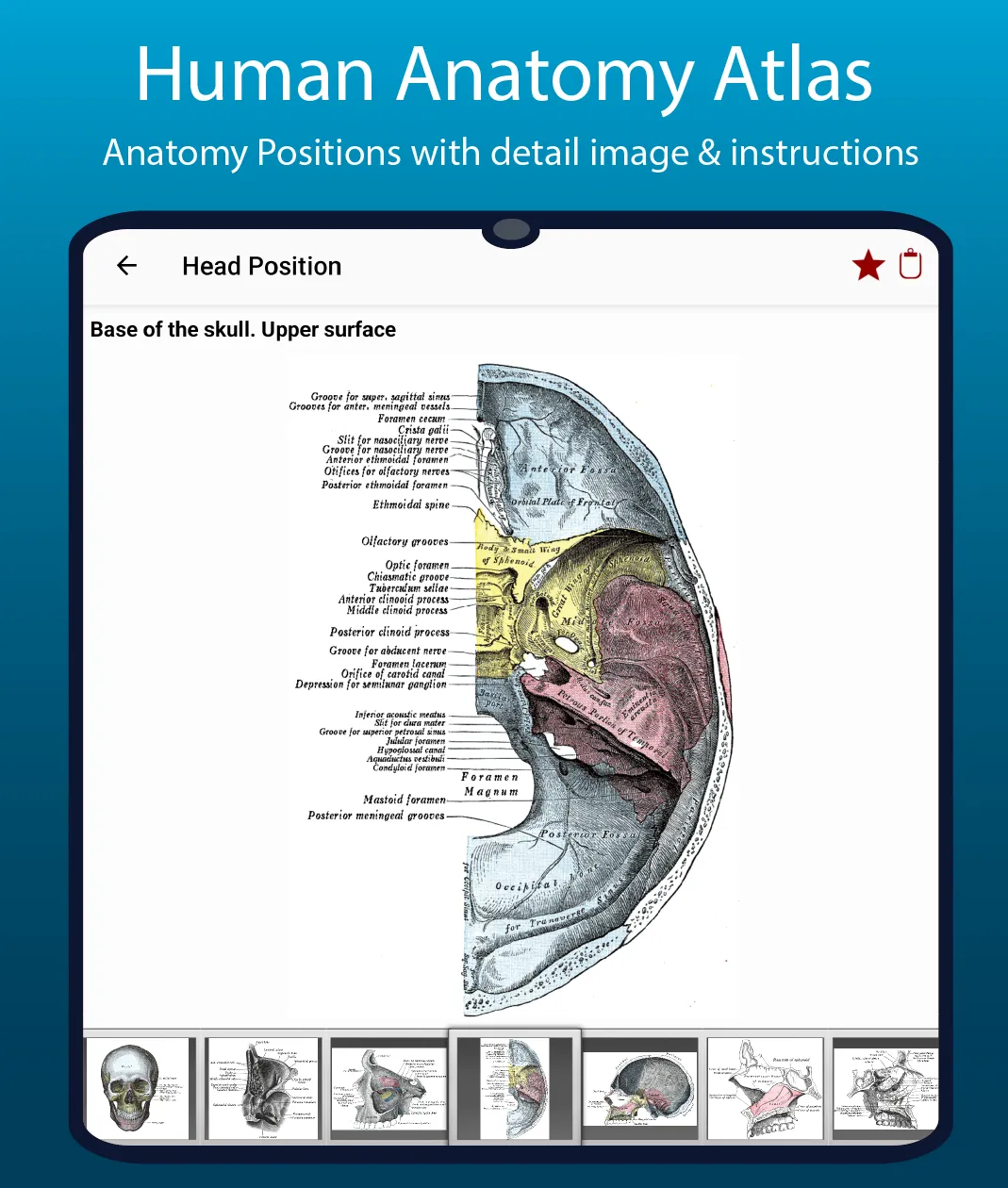 Human Anatomy Handbook | Indus Appstore | Screenshot