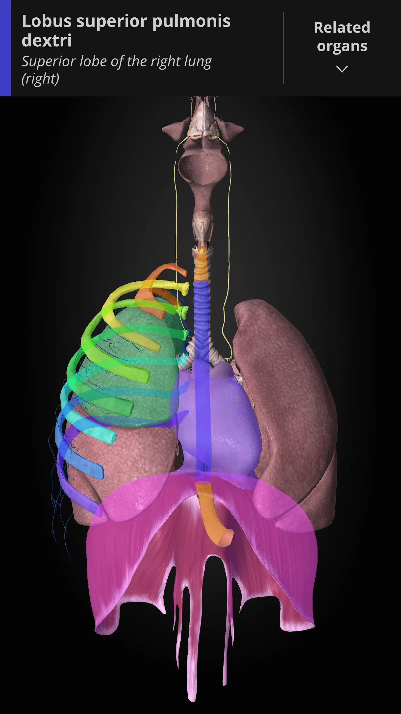 Anatomyka - 3D Anatomy Atlas | Indus Appstore | Screenshot