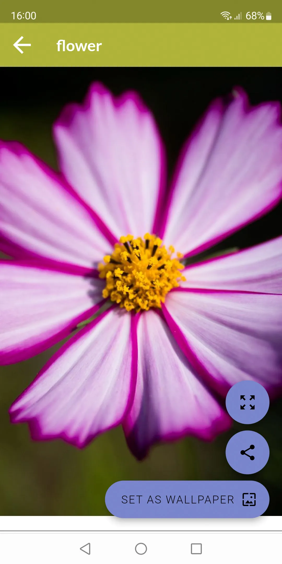 Flower Wallpapers | Indus Appstore | Screenshot