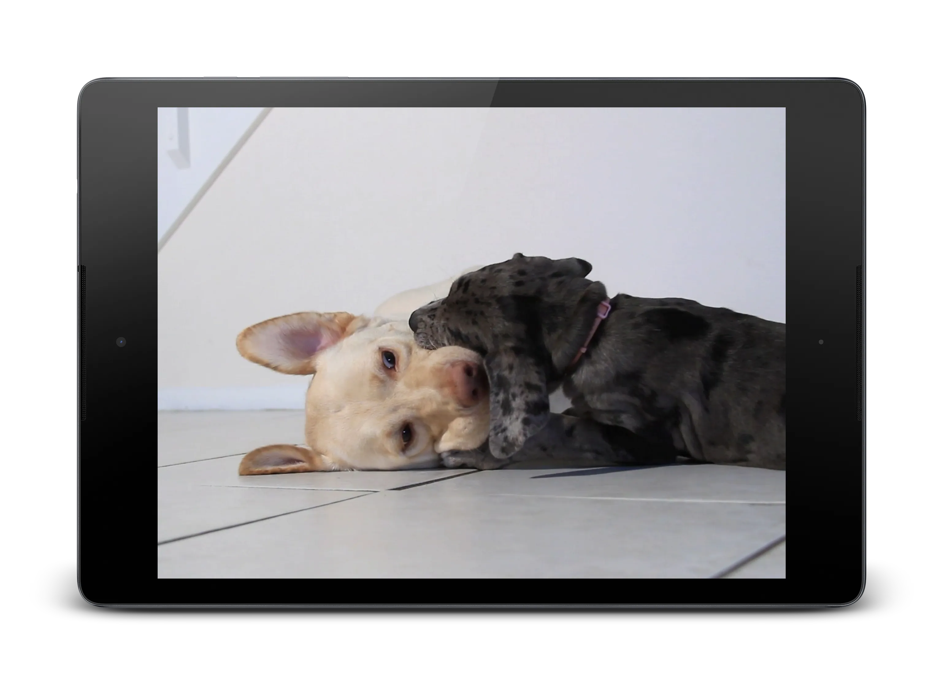 Puppies Video Live Wallpaper | Indus Appstore | Screenshot