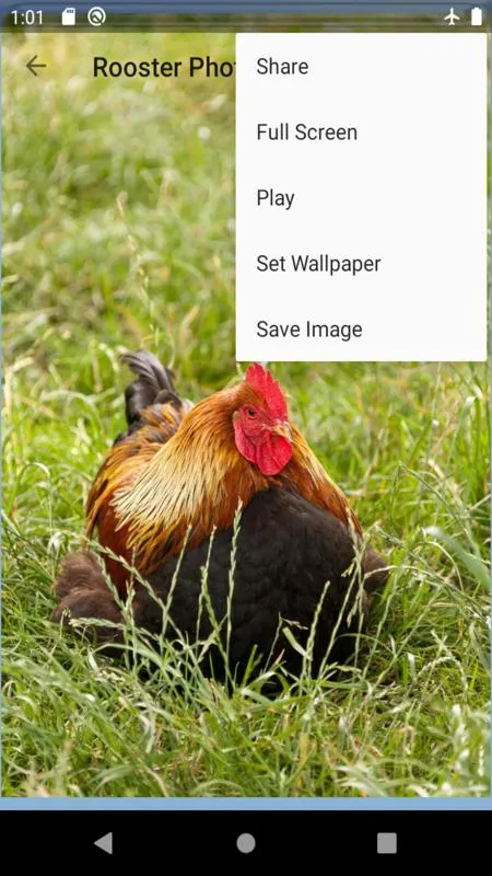 Rooster Photo wall | Indus Appstore | Screenshot