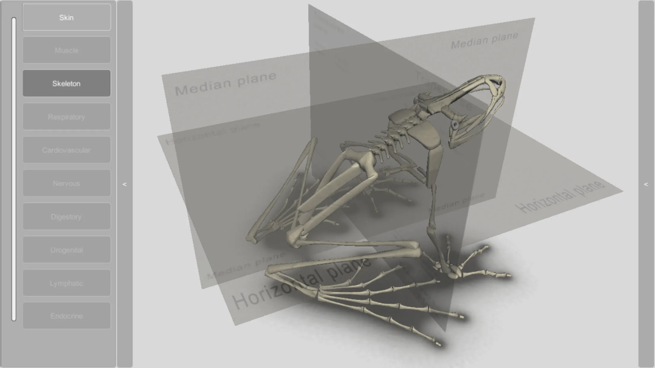 3D Frog Skeleton | Indus Appstore | Screenshot