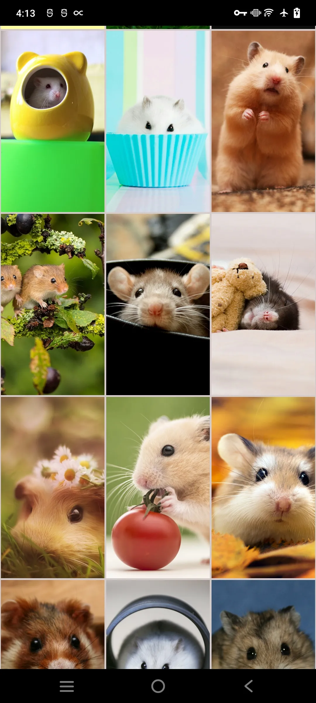 Hamster Wallpapers | Indus Appstore | Screenshot