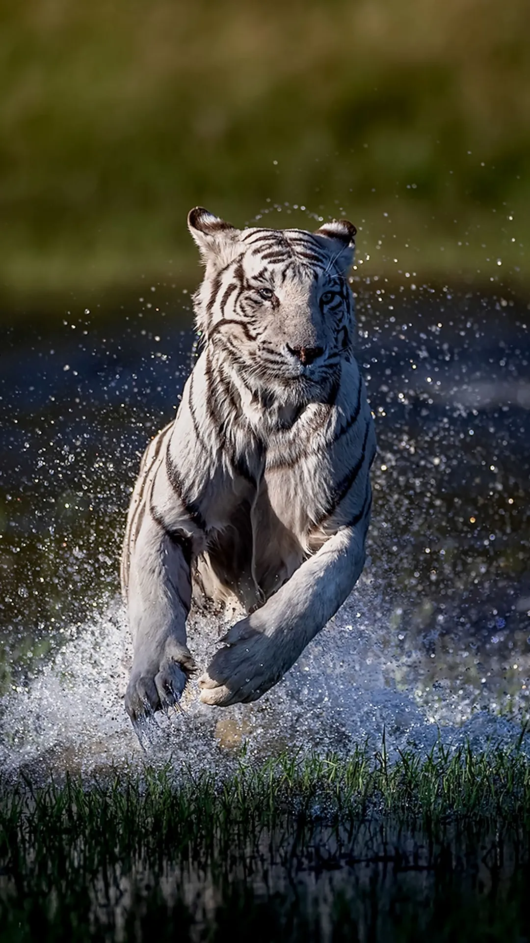 Tiger Wallpaper | Indus Appstore | Screenshot