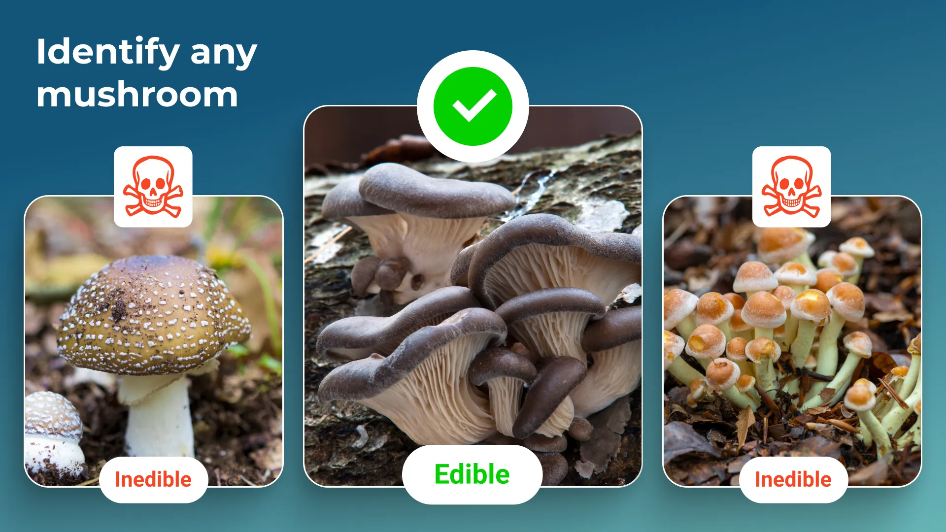 Mushroom Identification | Indus Appstore | Screenshot