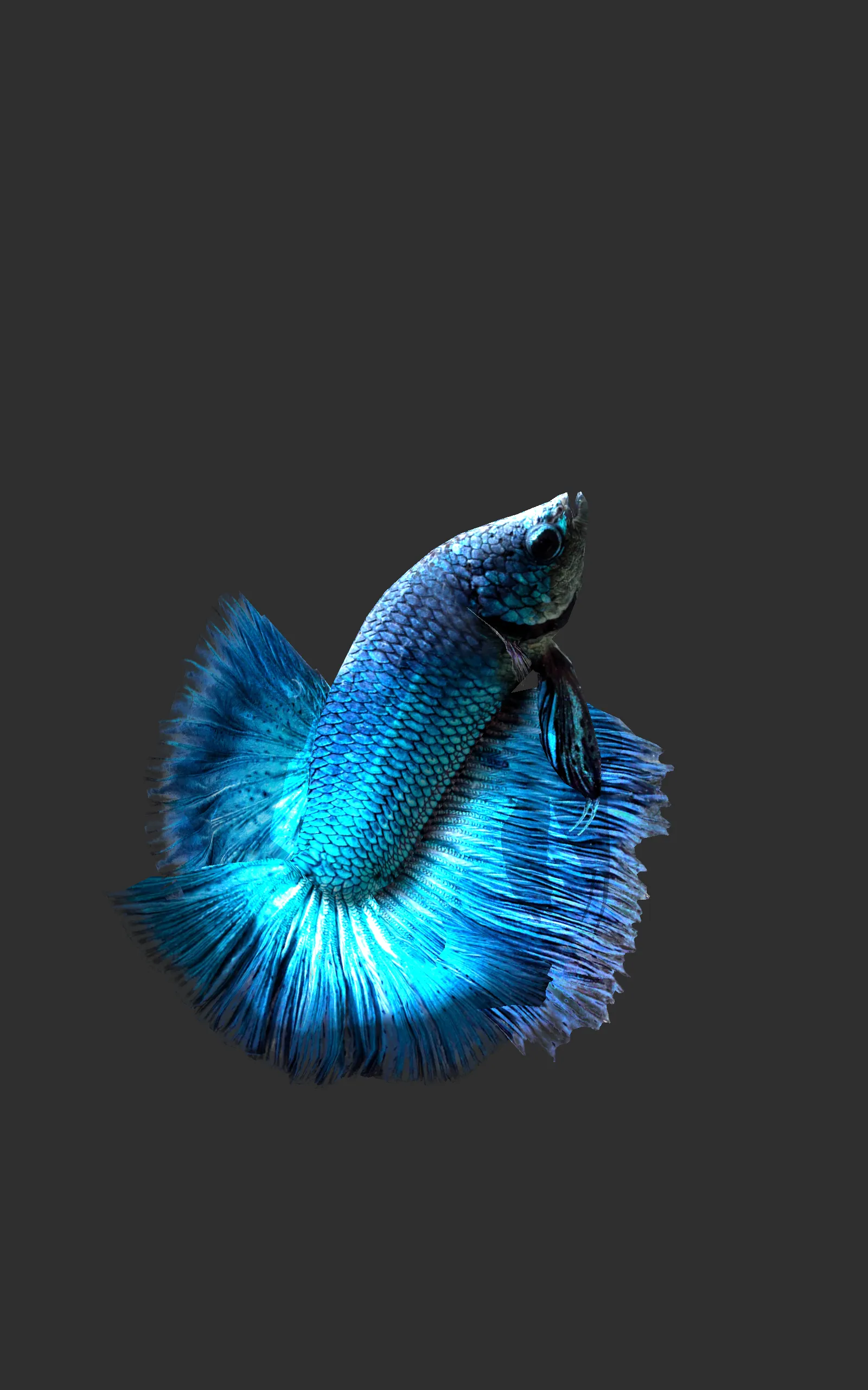 Betta Fish 3D Lite | Indus Appstore | Screenshot