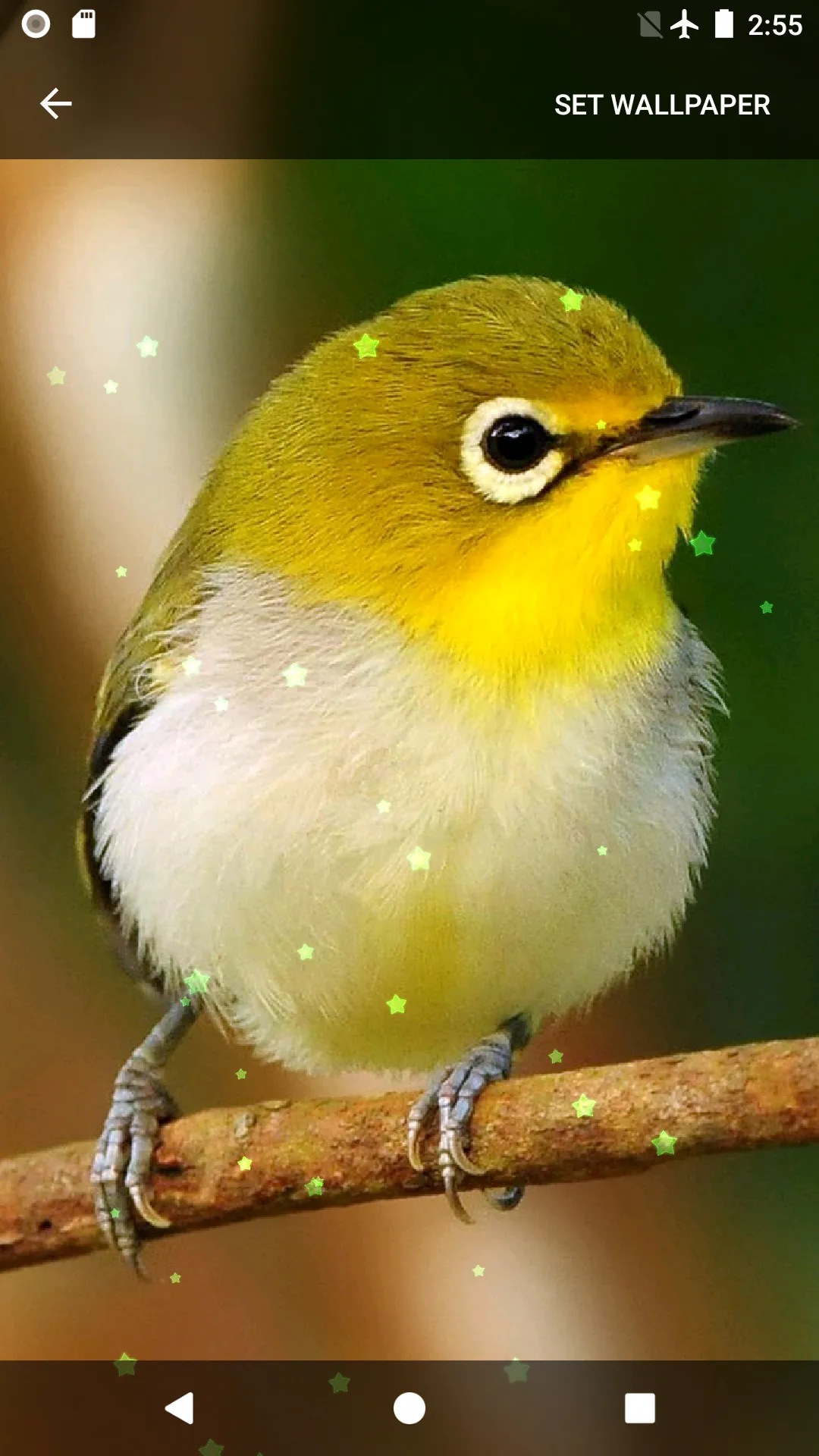 Birds Sounds & Live Wallpapers | Indus Appstore | Screenshot