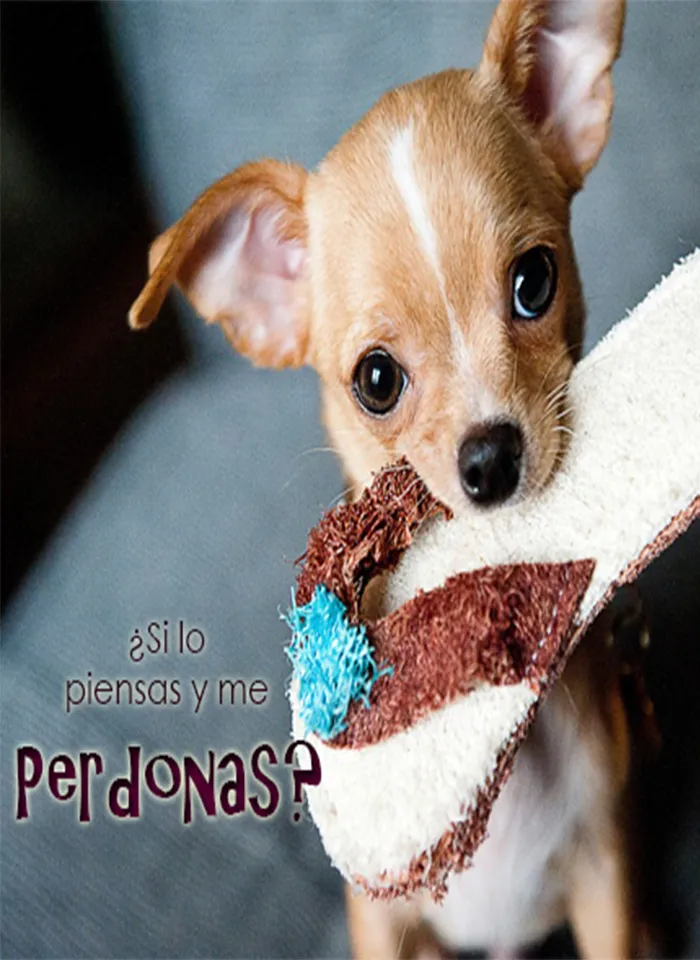 Imagenes de Perros con Fondos | Indus Appstore | Screenshot