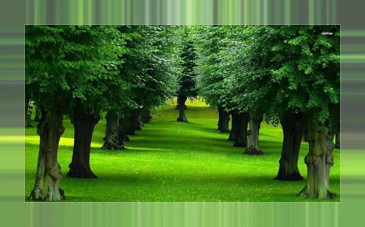 Tree Backgrounds | Indus Appstore | Screenshot