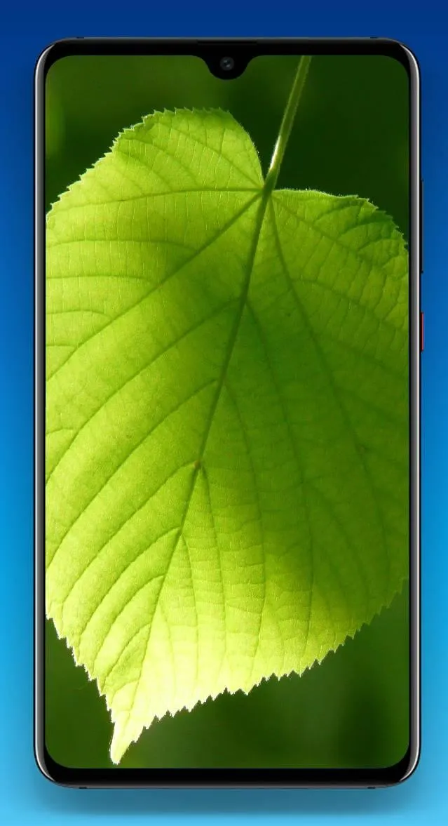 Leaf Wallpaper 4K | Indus Appstore | Screenshot