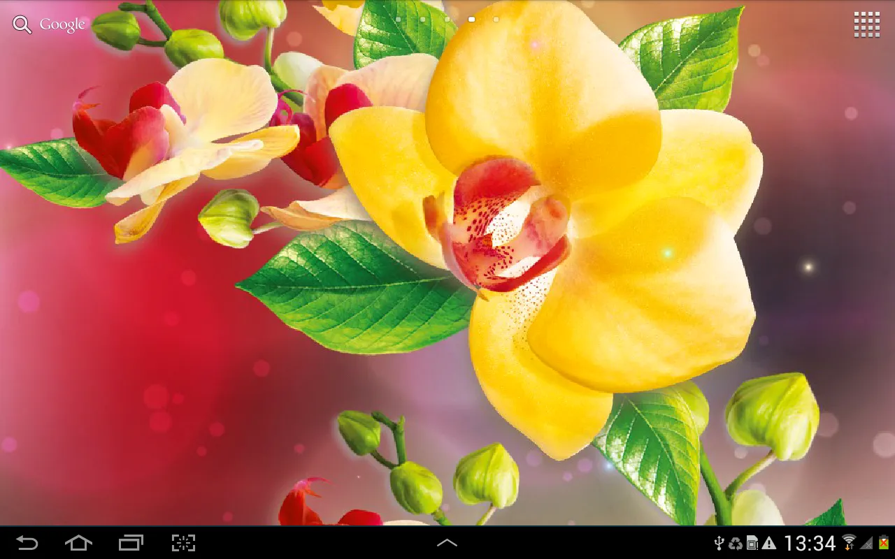 Orchids Wallpaper | Indus Appstore | Screenshot