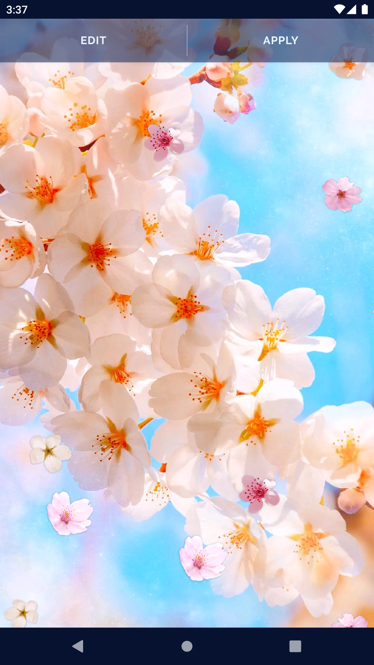 Sakura Flower Live Wallpaper | Indus Appstore | Screenshot