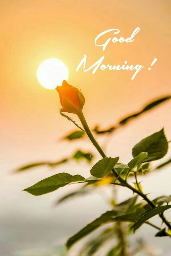 Good Morning & Flowers - Image | Indus Appstore | Screenshot