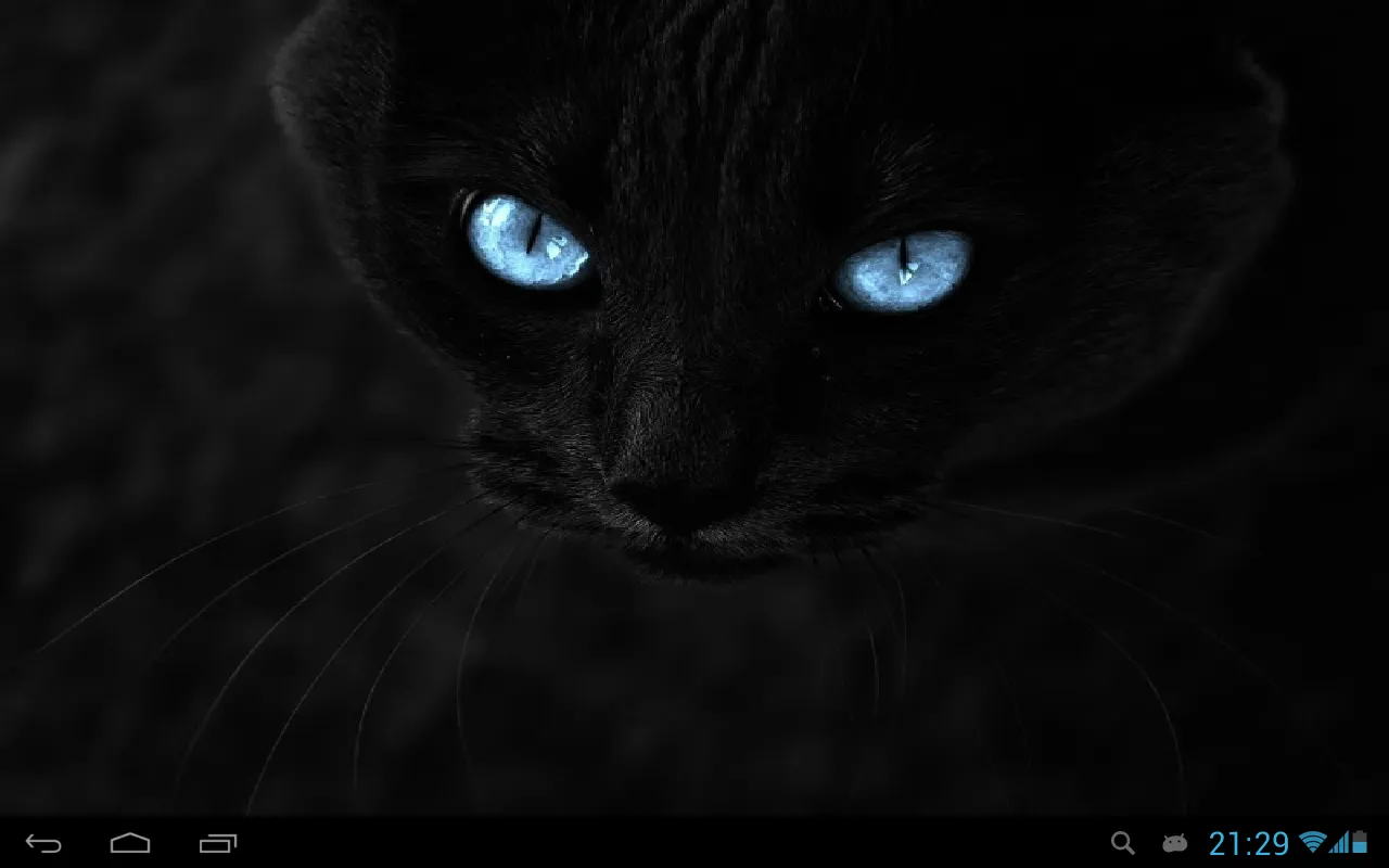 Black cats Live Wallpaper | Indus Appstore | Screenshot