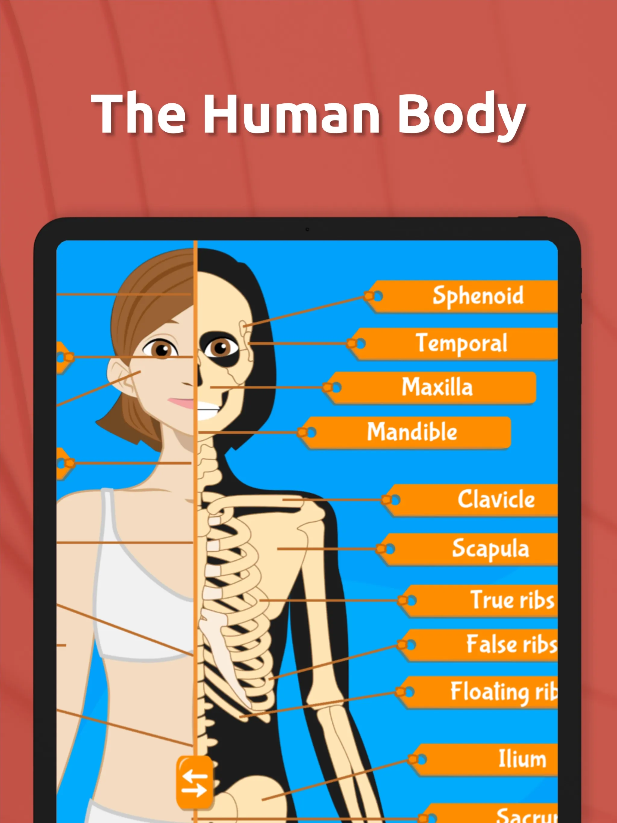 Human Anatomy - Body parts | Indus Appstore | Screenshot