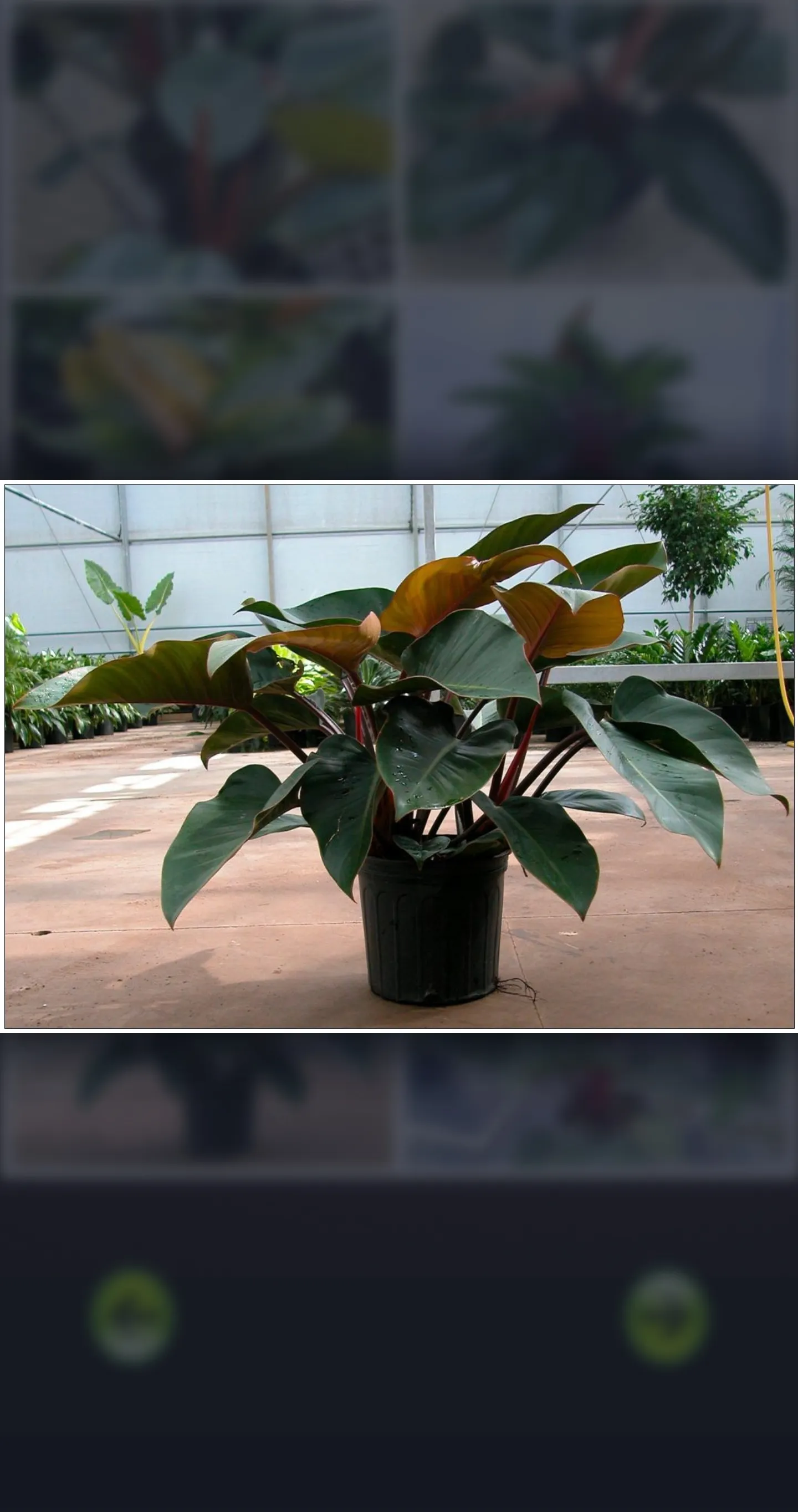 Philodendron Plant Guide | Indus Appstore | Screenshot