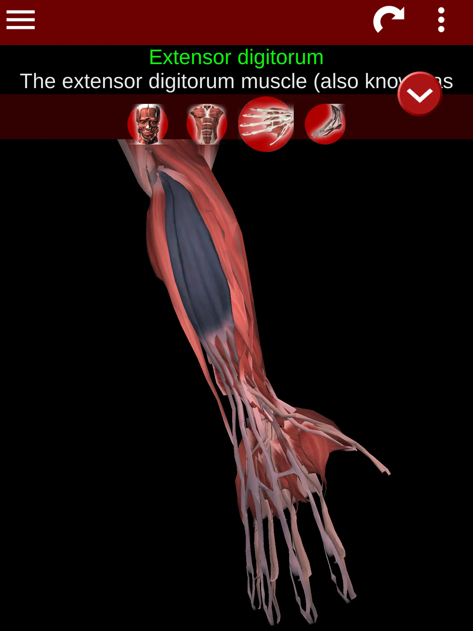 Muscular System 3D (anatomy) | Indus Appstore | Screenshot