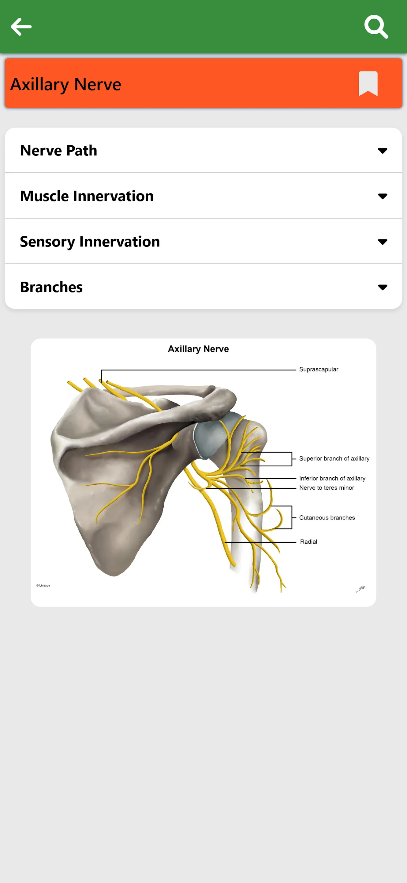 Orthopedic Anatomy | Indus Appstore | Screenshot