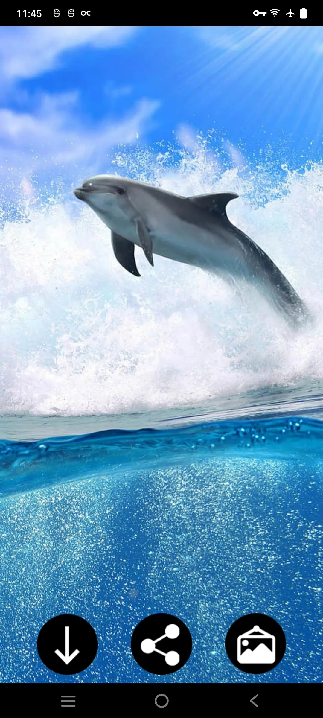 Dolphin Wallpapers | Indus Appstore | Screenshot