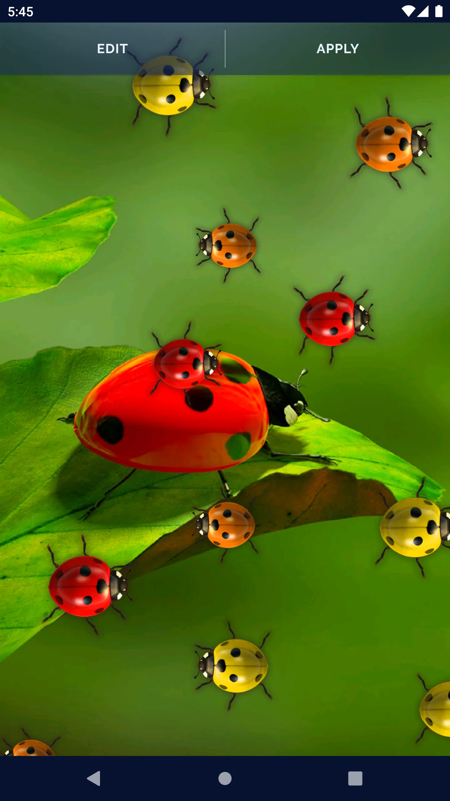 Cute Ladybug Live Wallpaper | Indus Appstore | Screenshot