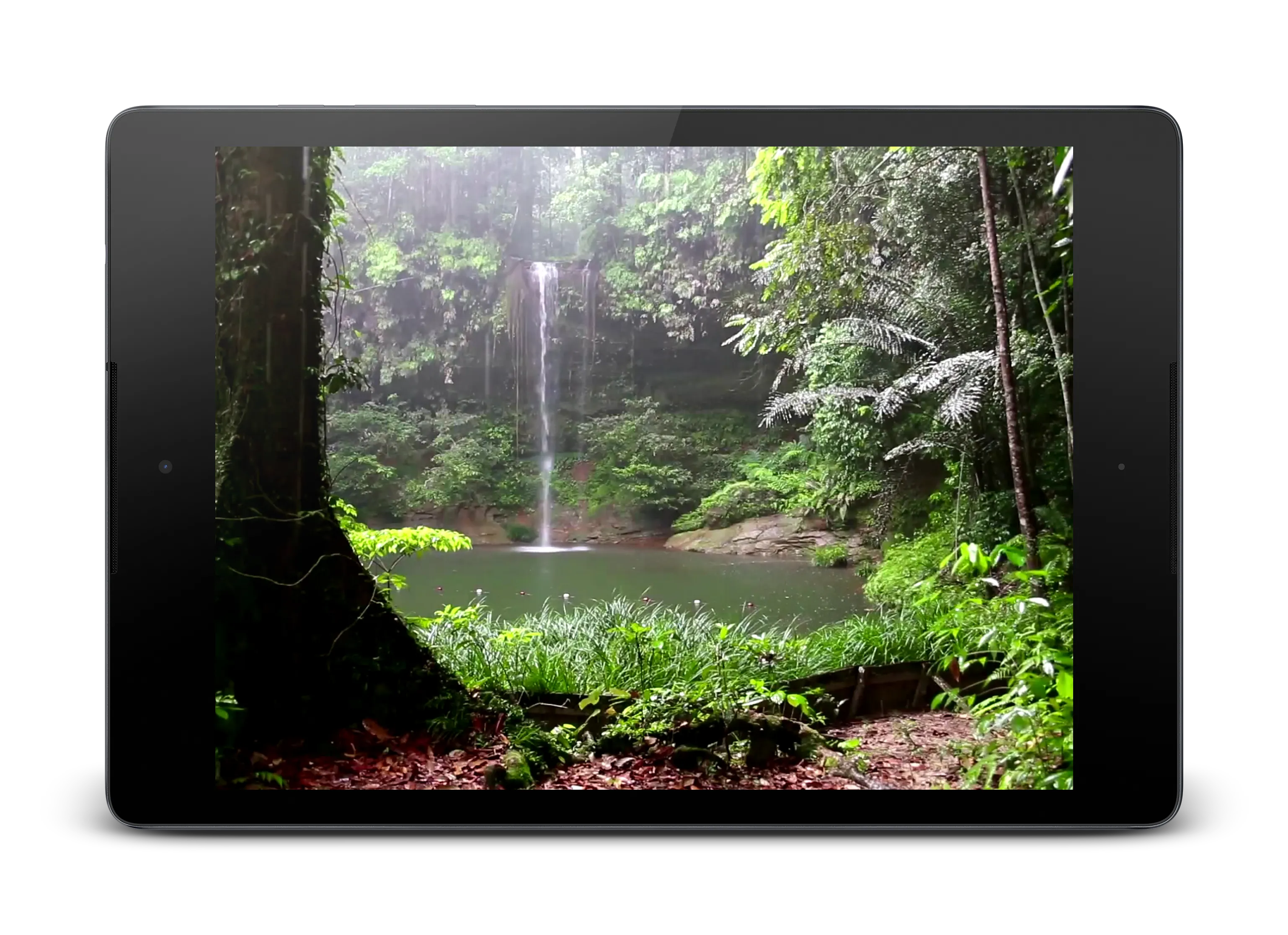 Tropical Rain Video Wallpaper | Indus Appstore | Screenshot