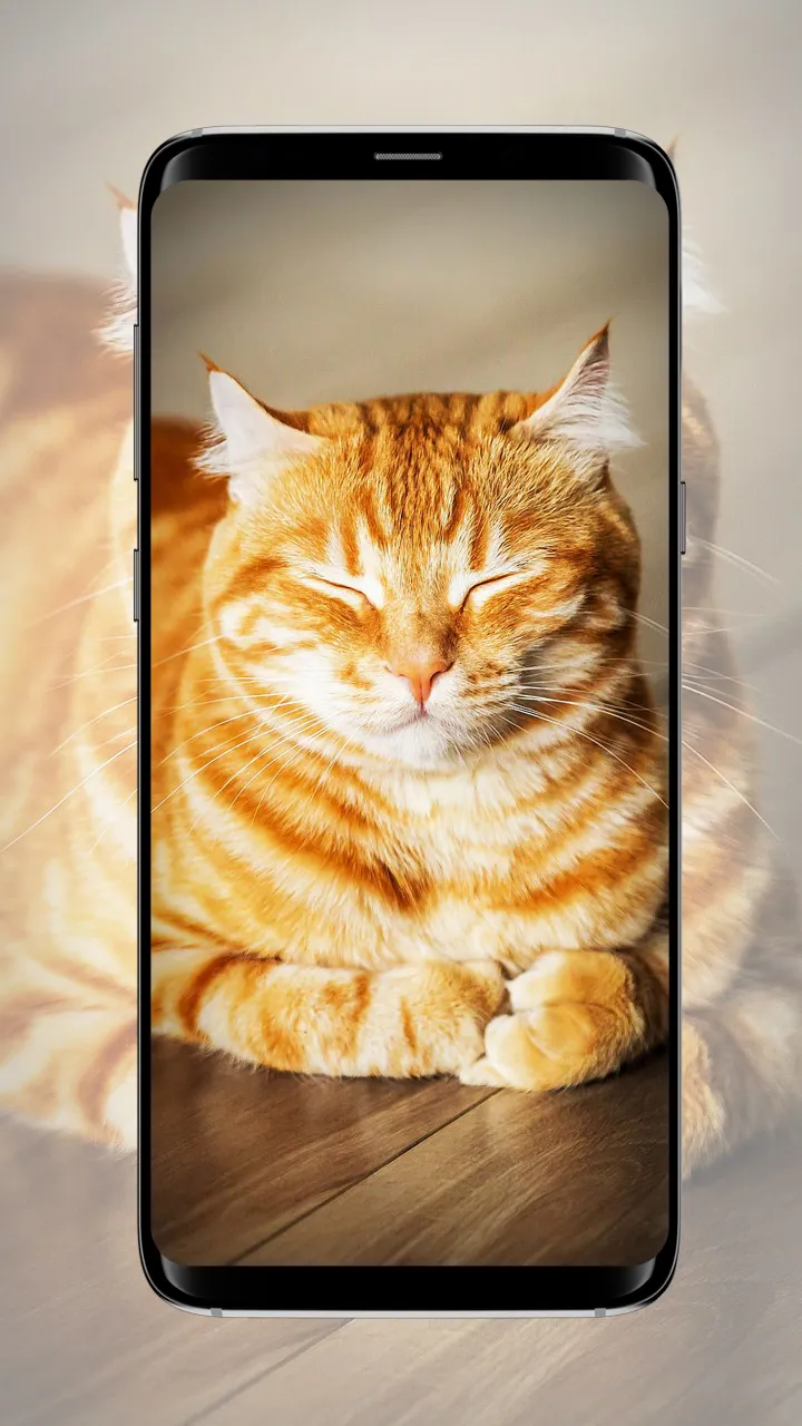 Cat Wallpaper | Indus Appstore | Screenshot